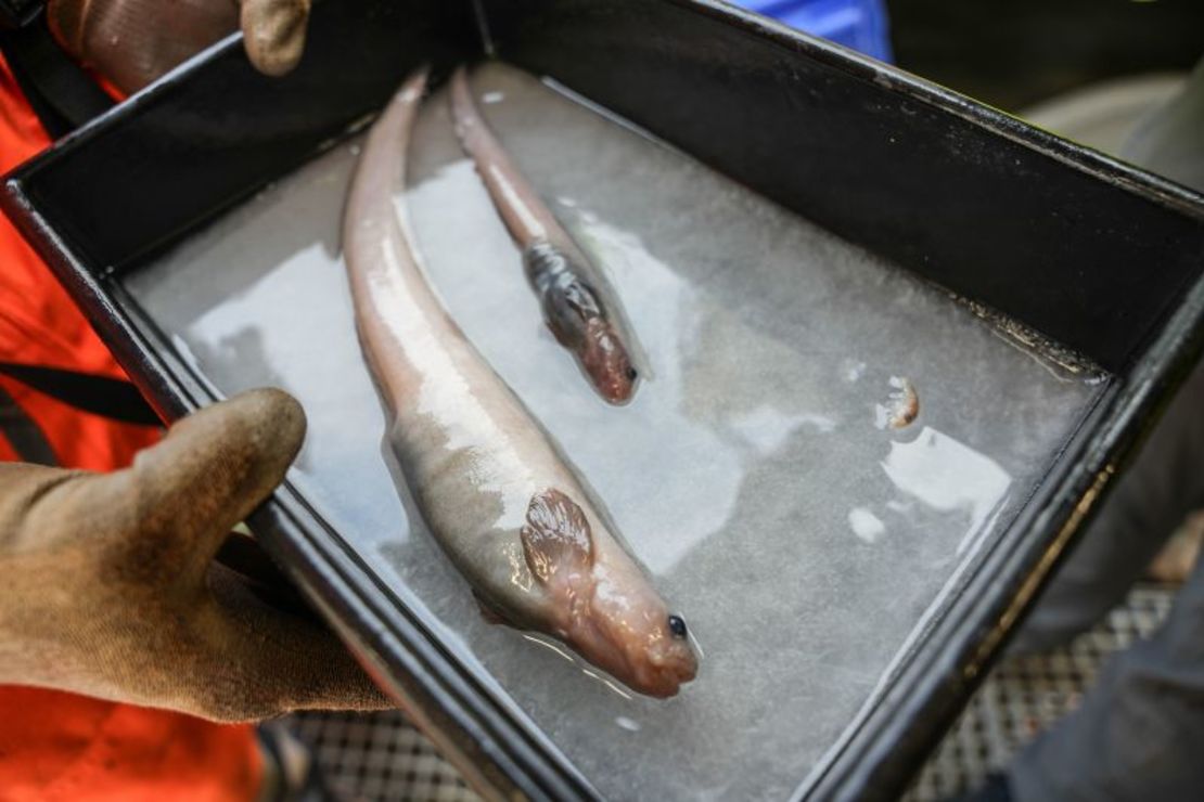 Dos eelpouts que podrían ser nuevos para la ciencia fueron capturados en una trampa para peces colocada a 2.700 metros debajo de la superficie del océano en Bounty Trough.