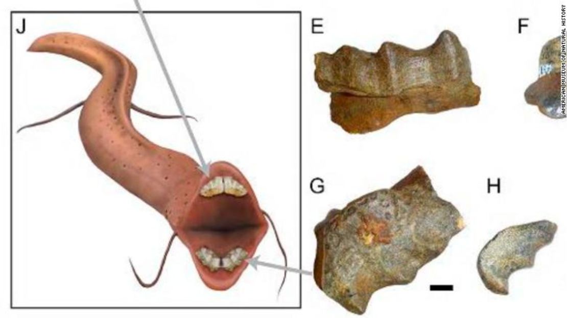 CNNE 032ff2ed - 190712100525-fossils-showing-the-teeth-of-an-ancient-lungfish-exlarge-169