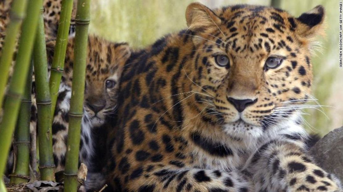 Los leopardos amur están en peligro crítico.