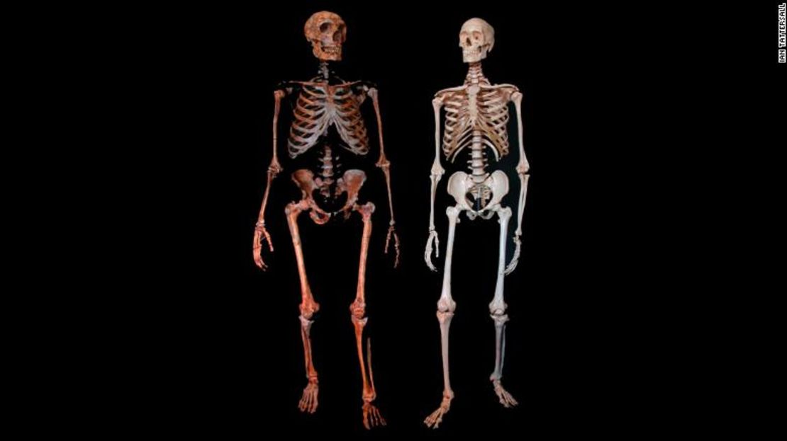 CNNE 06a288f9 - 181114105153-01-ancient-finds-neanderthal-skeletons-exlarge-169