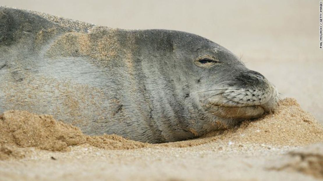 CNNE 0844617b - 181207102213-02-seals-hawaii-eels-exlarge-169