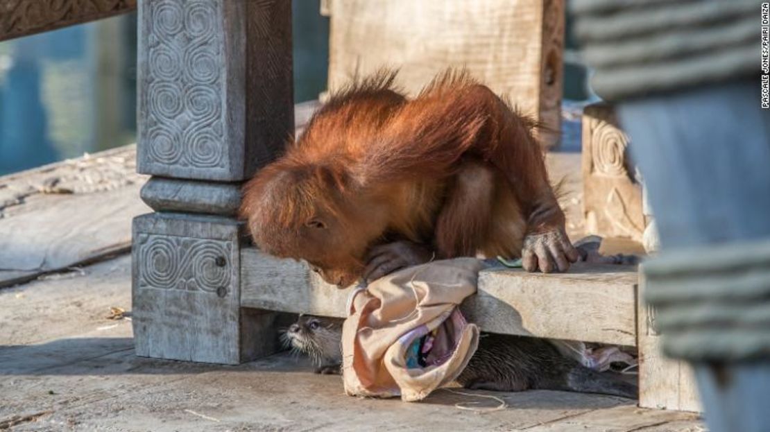 CNNE 086a17e0 - 200330082440-03-orangutan-otters-zoo-belgium-exlarge-169