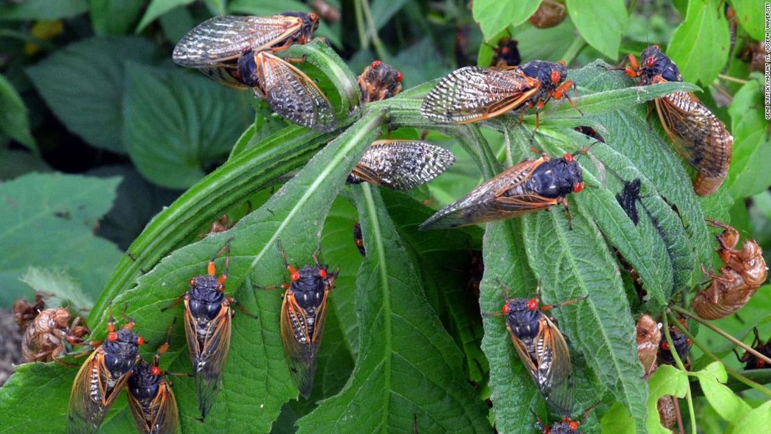 Se espera que las cigarras emerjan del subsuelo en el este de Estados Unidos. El evento a gran escala ocurre cada 17 años.