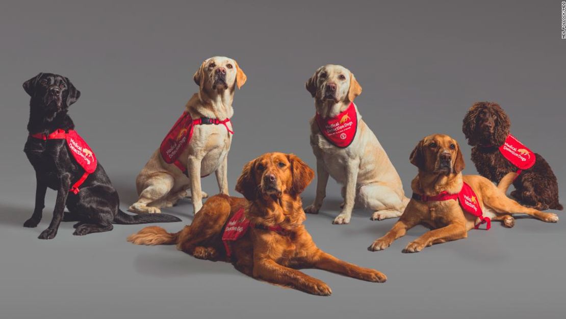 Seis perros (de izquierda a derecha: Marlow, Tala, Millie, Lexi, Kyp y Asher) ayudaron a los investigadores a estudiar si los perros podrían oler e identificar las infecciones por covid-19.