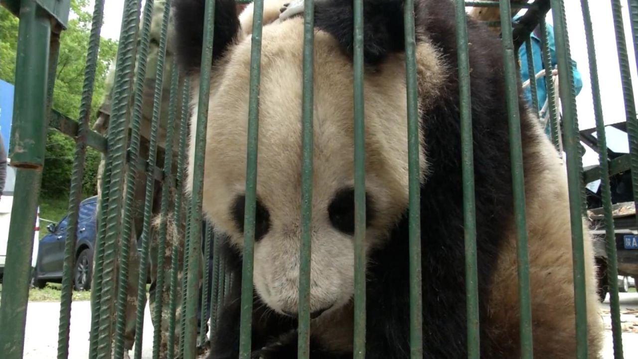 CNNE 1000939 - panda se recupera y vuelve a su habitat