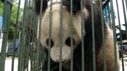 CNNE 1000939 - panda se recupera y vuelve a su habitat