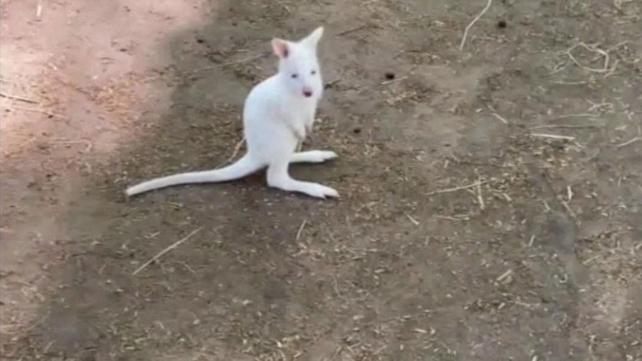 CNNE 1000941 - nace canguro albino en un zoologico ruso