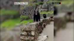 CNNE 1001050 - mira a osos andinos que pasean por machu picchu