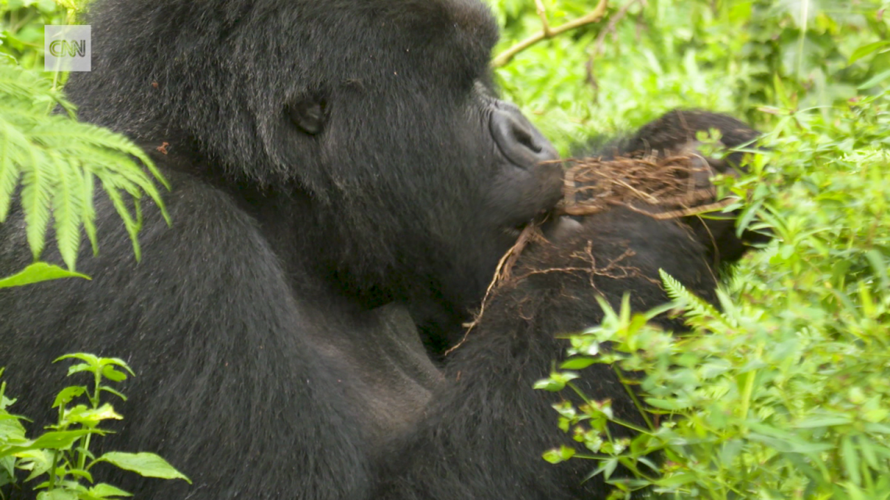 CNNE 1001462 - veterinarios cuidan a gorilas en peligro de extincion