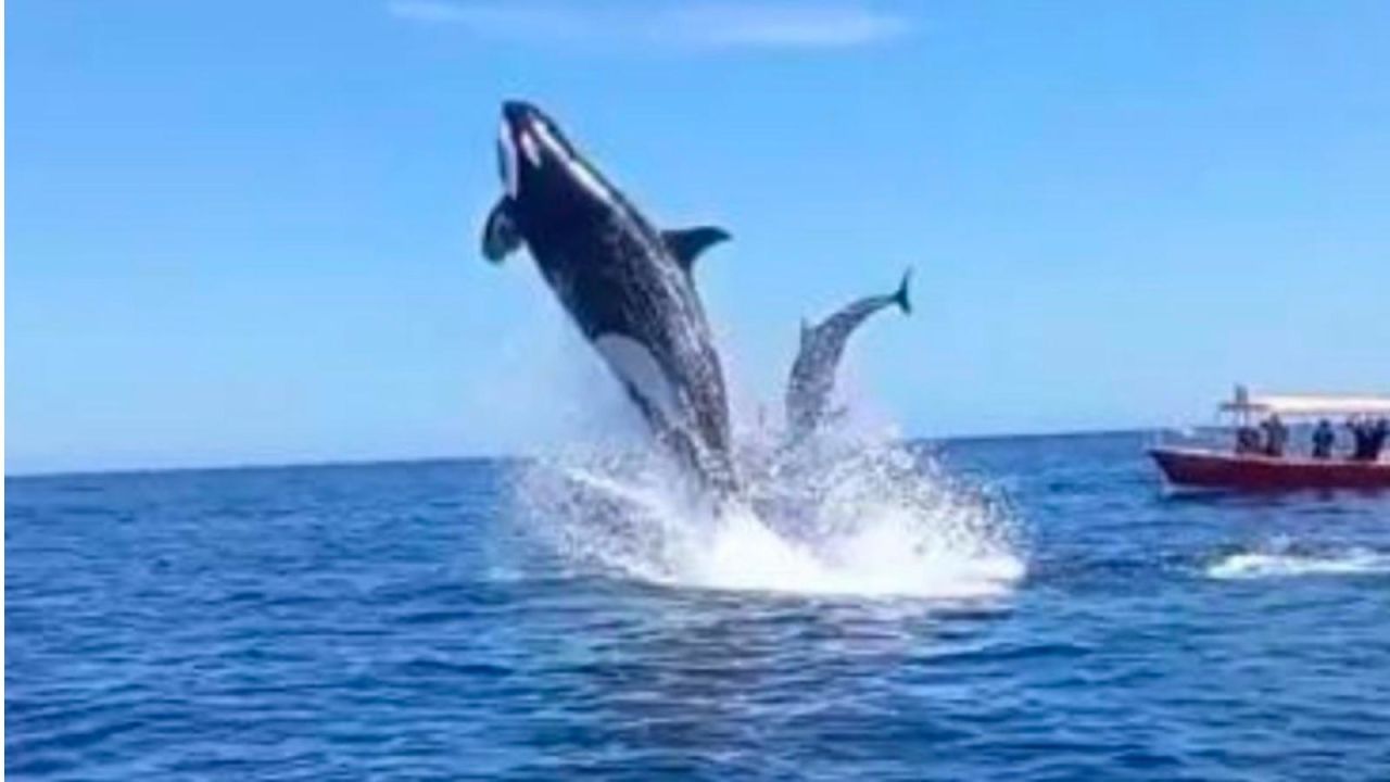 CNNE 1001930 - video- una orca salto y golpeo a un delfin en el aire