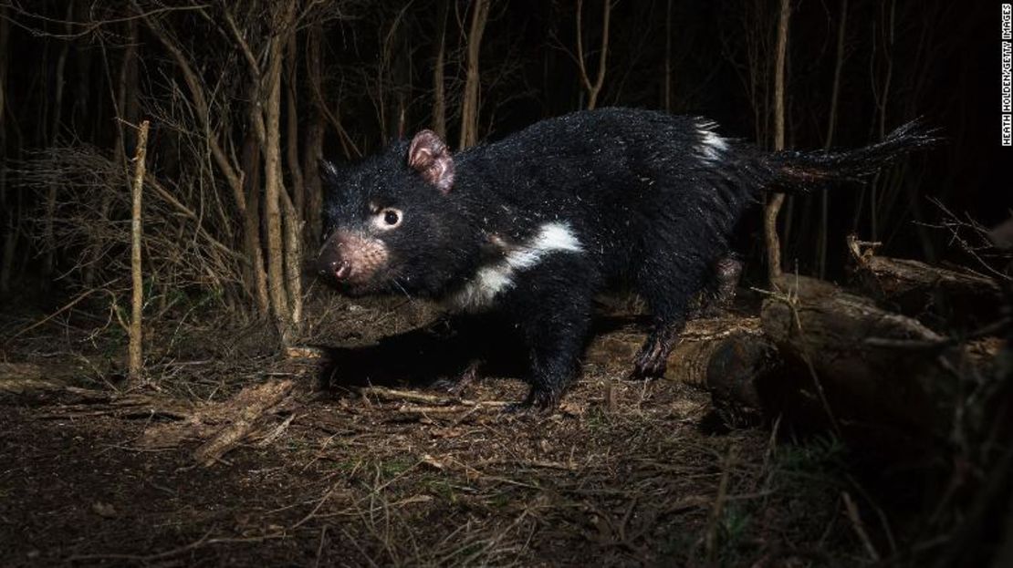 Los demonios de Tasmania son los marsupiales carnívoros más grandes del mundo y son depredadores nativos.