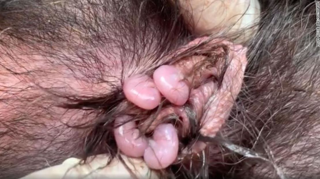 Aussie Ark identificó las pequeñas crías en las bolsas de las madres.