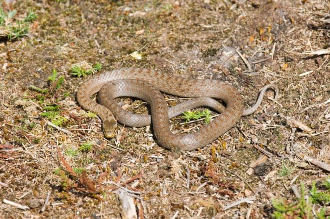 La serpiente lisa europea solía ser común en la zona rural del sur de Inglaterra, pero desapareció de grandes zonas, debido a la pérdida de hábitat, y se convirtió en la serpiente más rara del país. Tras 50 años de ausencia, la inofensiva serpiente fue reintroducida en Devon, al oeste del país, en 2009 como parte de los esfuerzos de recuperación en la zona. En 2019, el Amphibian and Reptile Conservation Trust recibió más de 400.000 libras esterlinas para un proyecto de cuatro años, llamado Snakes in the Heather, con el fin de comprender mejor el hábitat de la serpiente y mejorar la concienciación de la comunidad para su continua conservación.