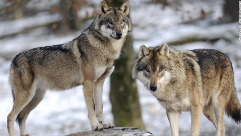 Entre 1995 y 1997, se reintrodujeron 41 lobos grises en el Parque Nacional de Yellowstone. Su ausencia de 70 años tuvo un enorme efecto en todo el ecosistema del parque. En enero de 2020, había al menos 94 lobos en el parque y más de 500 en la zona, pero el programa ha tenido dificultades para gestionar la población más allá de los límites del parque. Sigue habiendo oposición por parte de los ganaderos por la preocupación de su ganado.