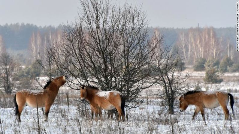 El caballo de Przewalski, emparentado con los caballos comunes, es originario de Asia central, pero en la década de 1960 se extinguió en estado salvaje. Desde entonces, caballos de Przewalski criados en cautividad han sido liberados en Mongolia, China y Kazajstán. Estos caballos viven en la zona de exclusión de Chernóbil.