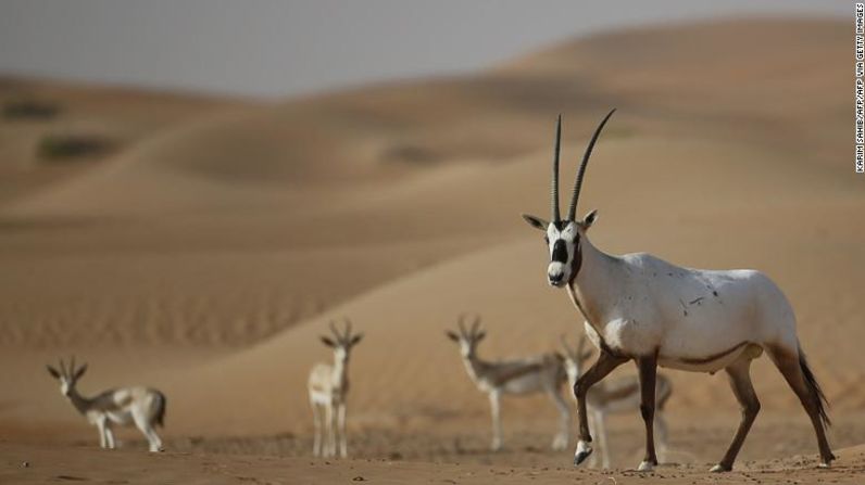 A comienzos de la década de 1970, el oryx de Arabia fue cazado hasta que se extinguió en la naturaleza. Ahora hay más de 1.000 ejemplares en estado salvaje.