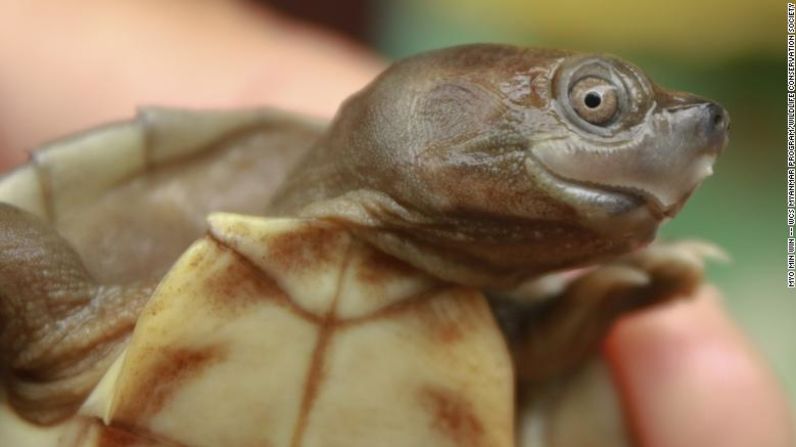 La tortuga de techo birmana, cuya boca está torcida y muestra una sonrisa permanente, se creía extinta hasta 2001. Solo se encuentra en Myanmar, y su población fue diezmada por la recolección de huevos y tortugas vivas para la alimentación y el comercio de mascotas. En 2020, organizaciones de conservación criaron 1.000 de estas tortugas en una instalación de Myanmar, que pronto serán liberadas en la naturaleza.