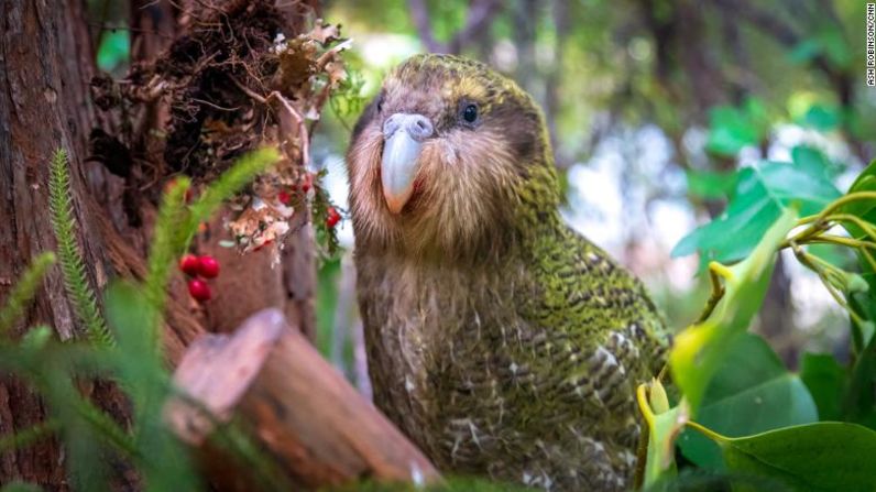 El kakapo, un ave grande y nocturna, solo vive en Nueva Zelandia. Además es el único loro del mundo que vive en el suelo y no puede volar. Su número ha caído en picada a lo largo de los años, ya que el kakapo es incapaz de protegerse de los depredadores introducidos desde la colonización europea de Nueva Zelandia en el siglo XVIII. Para 1995 solo quedaban unos 50 ejemplares, pero la cría en cautiverio ha ayudado a hacer crecer el número a unos 210.