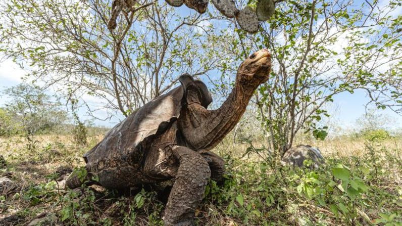 En la década de 1960, solo quedaban 15 tortugas gigantes en la Isla Española de Galápagos. Un programa de cría en cautiverio en la cercana isla de Santa Cruz revivió la especie, y ahora más de 2.000 ejemplares vagan por Española.