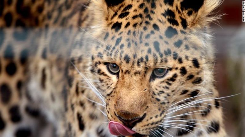El leopardo del Amur, que está entre los felinos grandes más raros del mundo, lleva décadas en problemas. Unos 220 leopardos del Amur se encuentran actualmente en zoológicos de Rusia, Europa, Japón y Estados Unidos. Forman parte de un programa de cría dirigido conjuntamente por el zoo de Londres y el de Moscú.