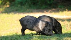 CNNE 1002769 - mira estas especies de animales desconocidas en santa fe