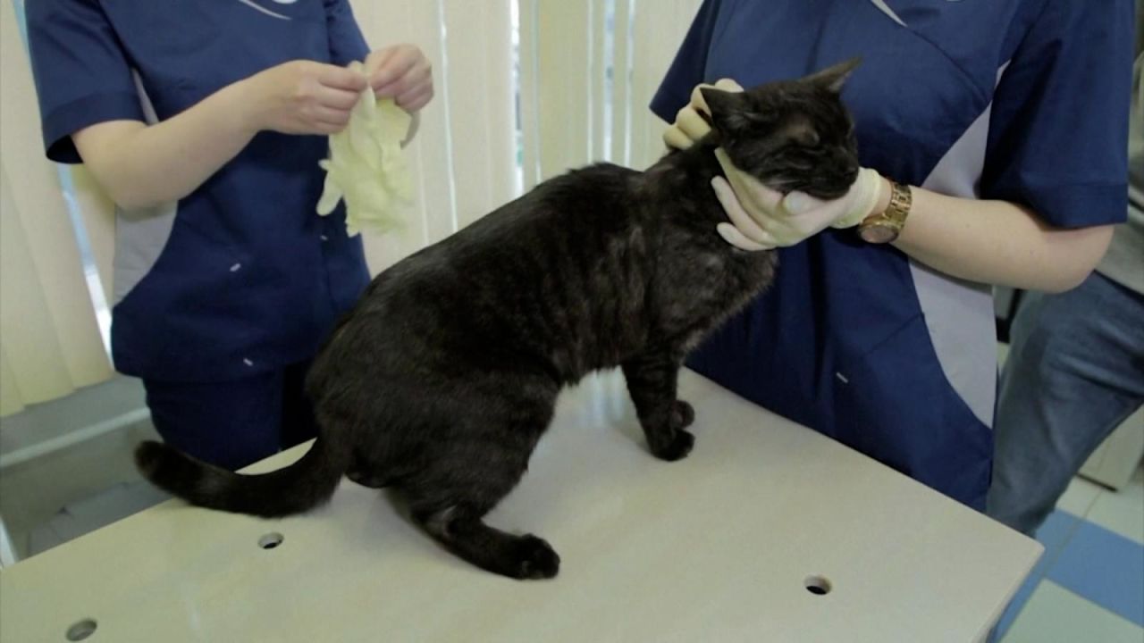 CNNE 1003137 - rusia inicia vacunacion de mascotas contra el covid-19