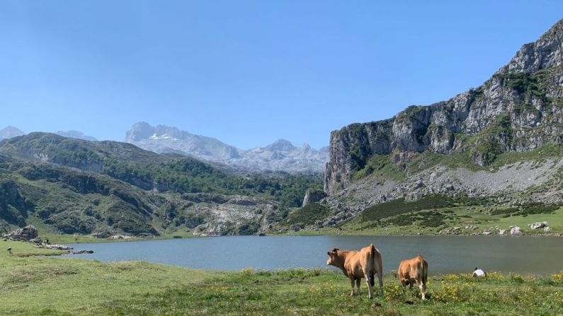 Los impresionantes Lagos de Covadonga brindan una escena casi onírica en la que caminas por valles y montañas rodeado de cientos de vacas.