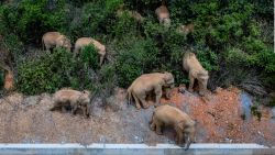 CNNE 1006546 - manada de elefantes deambula por las calles de china