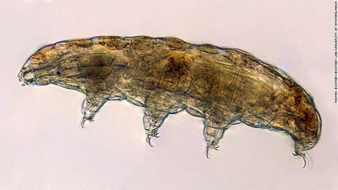 Al microscopio, los tardígrados se parecen un poco a osos diminutos, de ahí su apodo de "osos de agua".