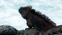 CNNE 1007056 - animales en islas galapagos retoman parte de su habitat