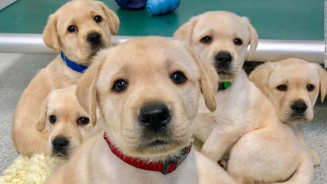 Algunos de los 375 cachorros que participaron en la investigación. La mayoría eran labradores, golden retriever o una mezcla de labrador-golden.