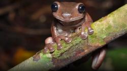 CNNE 1007362 - cientificos descubren una "rana de chocolate"