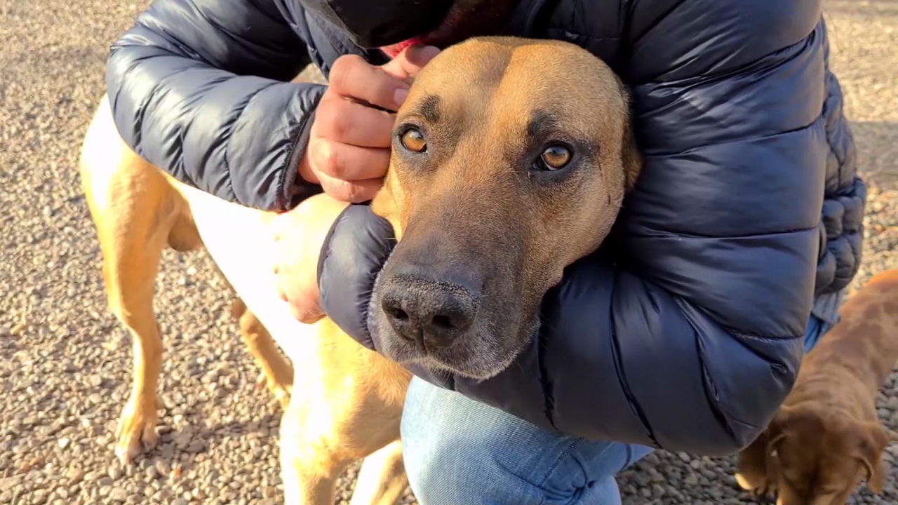 CNNE 1007712 - los argentinos adoptan mas mascotas durante la pandemia