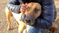 CNNE 1007712 - los argentinos adoptan mas mascotas durante la pandemia