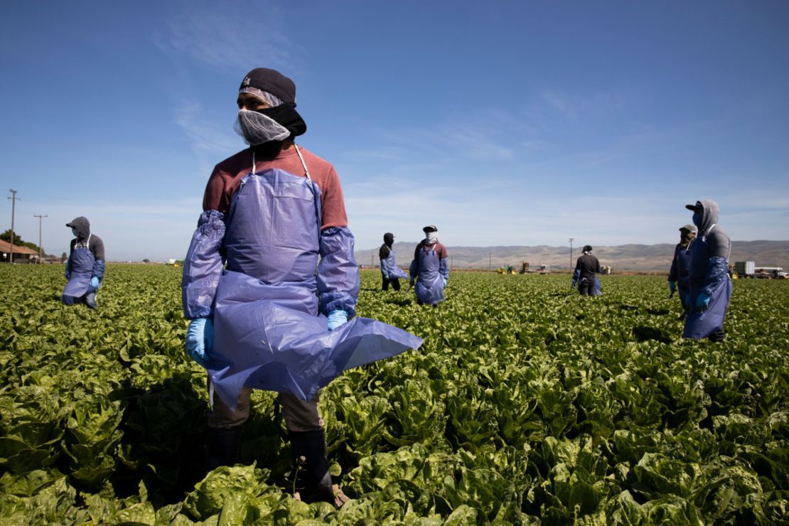 Fresh Harvest es uno de los mayores empleadores de personas que utilizan la visa de trabajador agrícola temporal H-2A.