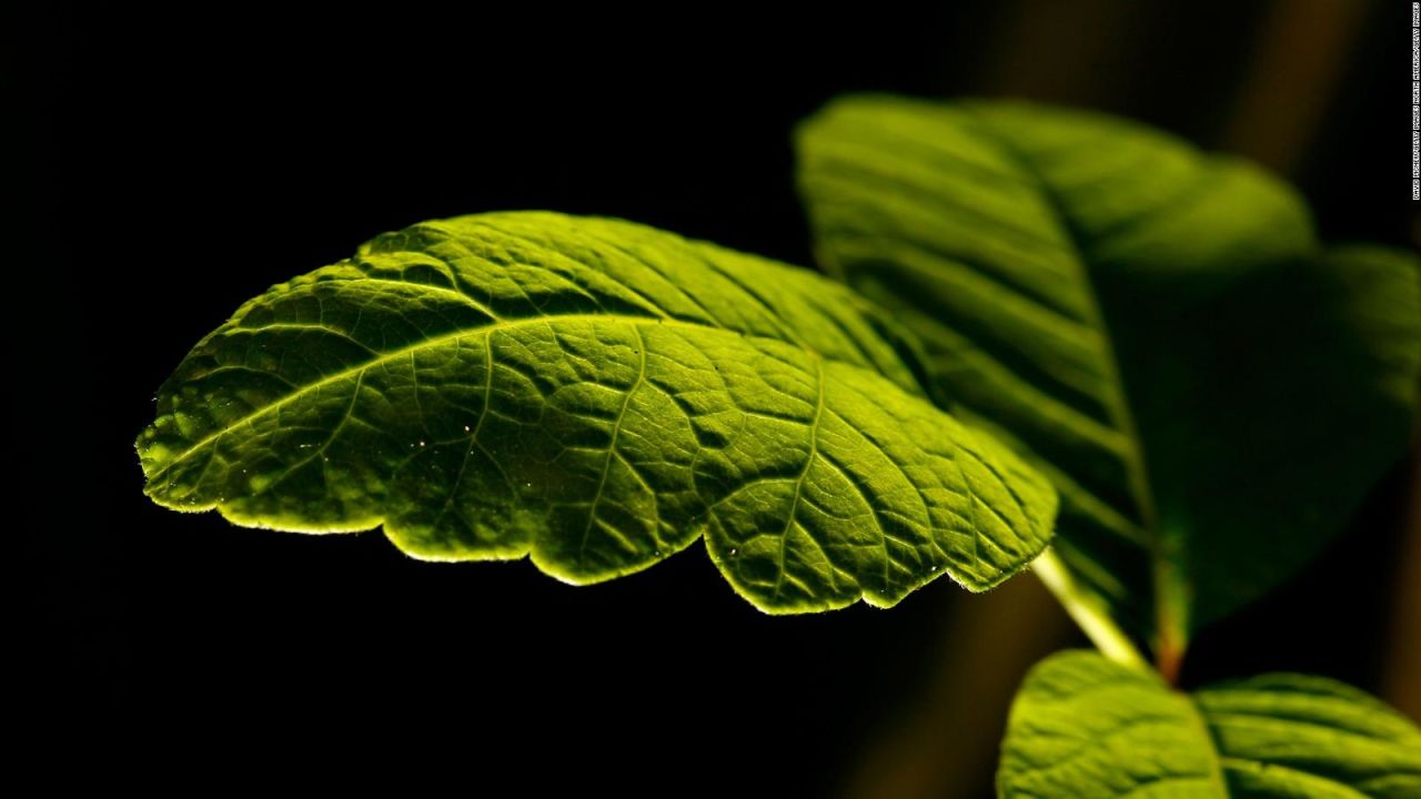 CNNE 1007941 - la nasa estudia como crecen las plantas en el espacio