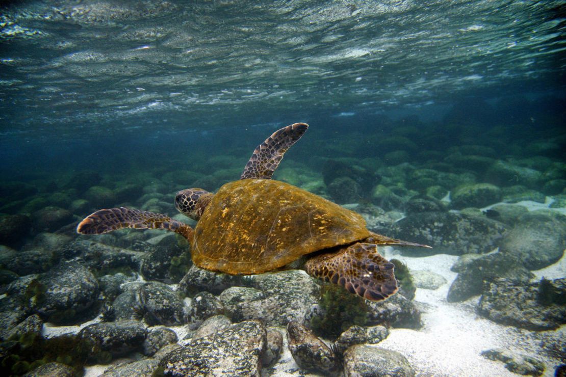 Una tortuga verde nada bajo el agua en la isla de San Cristóbal, archipiélago de Galápagos, el 1 de septiembre de 2009.