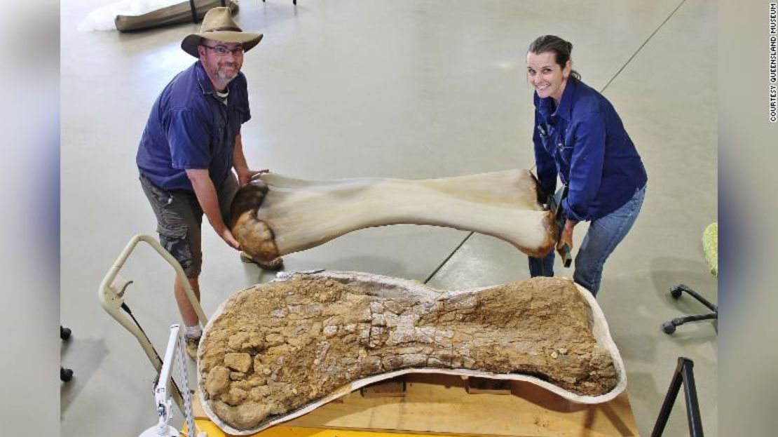 Huesos del Australotitan cooperensis, el dinosaurio de mayor tamaño encontrado en Australia.