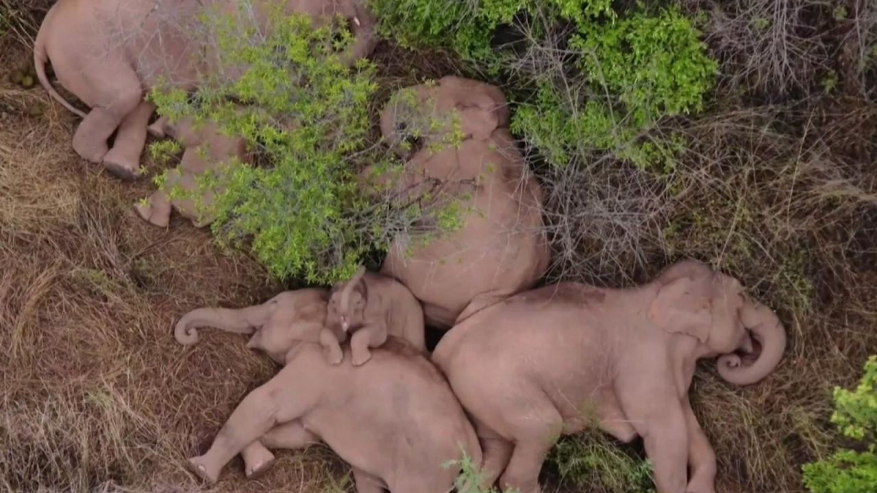 CNNE 1009656 - manada de elefantes toma una siesta tras caminar 500 km