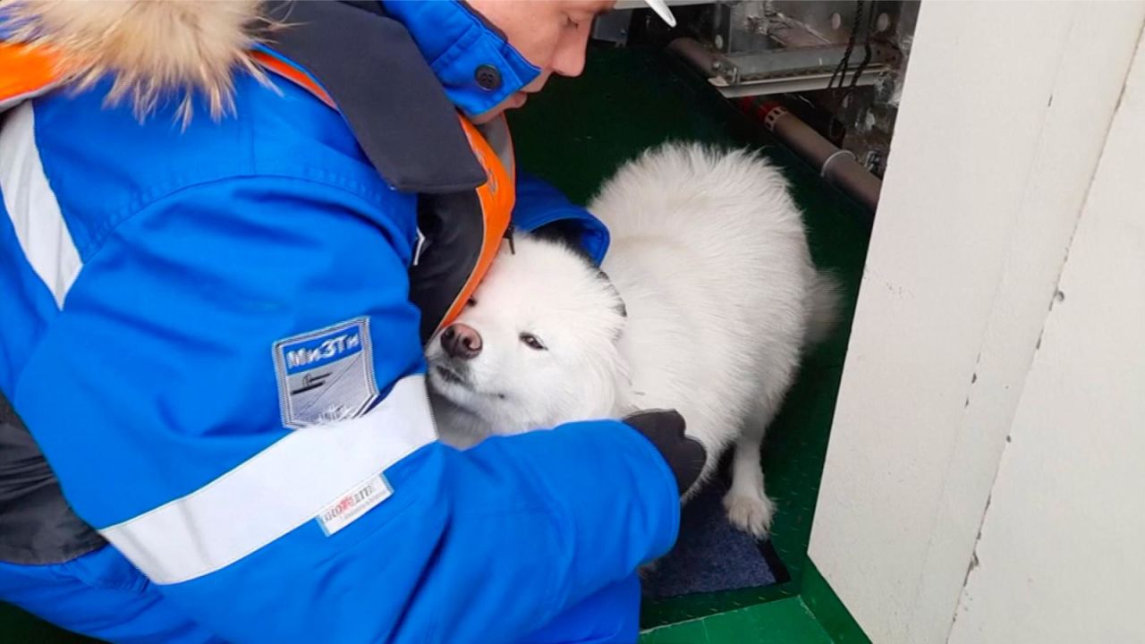 CNNE 1009910 - marineros rusos rescatan a adorable perra en el artico