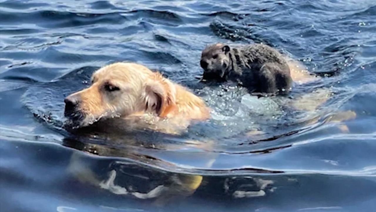 CNNE 1009941 - en video- la inigualable amistad de una marmota y un perro