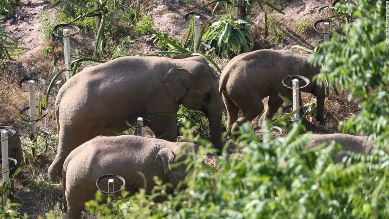 Expertos creen que la pérdida progresiva de los hábitats naturales de los elefantes los ha puesto en peligro.