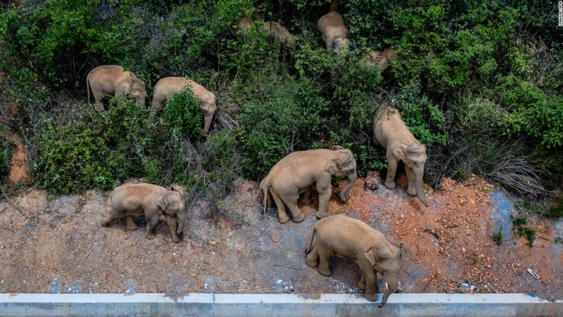 Los elefantes se han convertido en un fenómeno de Internet en China: millones observan a diario todos sus movimientos.