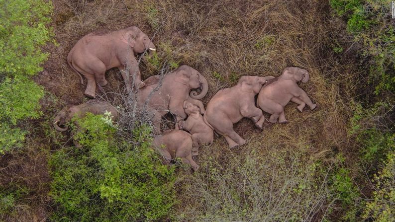 La manada de elefantes ya recorrió 500 kilómetros luego de escapar de su reserva en el sur de China el año pasado. Mira en esta galería su viaje en dirección al norte.