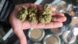 A budtender displays cannabis at the Higher Path medical marijuana dispensary in the San Fernando Valley area of Los Angeles, California, December 27, 2017. - At the stroke of midnight on January 1, pot lovers in California may raise a joint, instead of a glass of champagne. America's wealthiest state is legalizing the growth, sale and consumption of recreational marijuana, opening the door to the world's biggest market. (Photo by Robyn Beck / AFP)