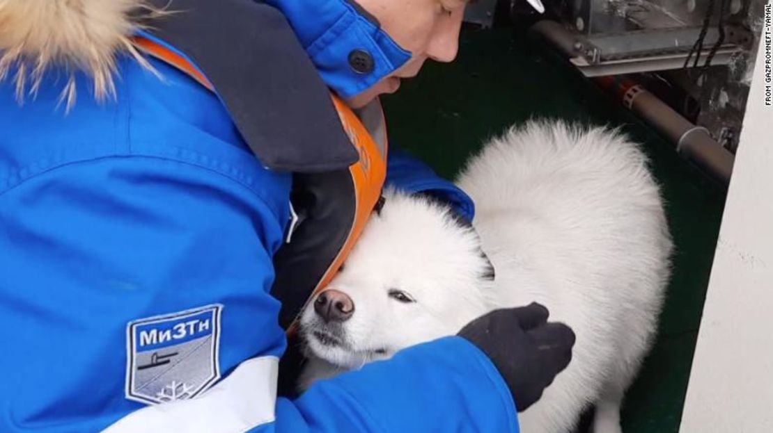 La perra Aika tras ser rescatada por la tripulación de un rompehielos ruso.