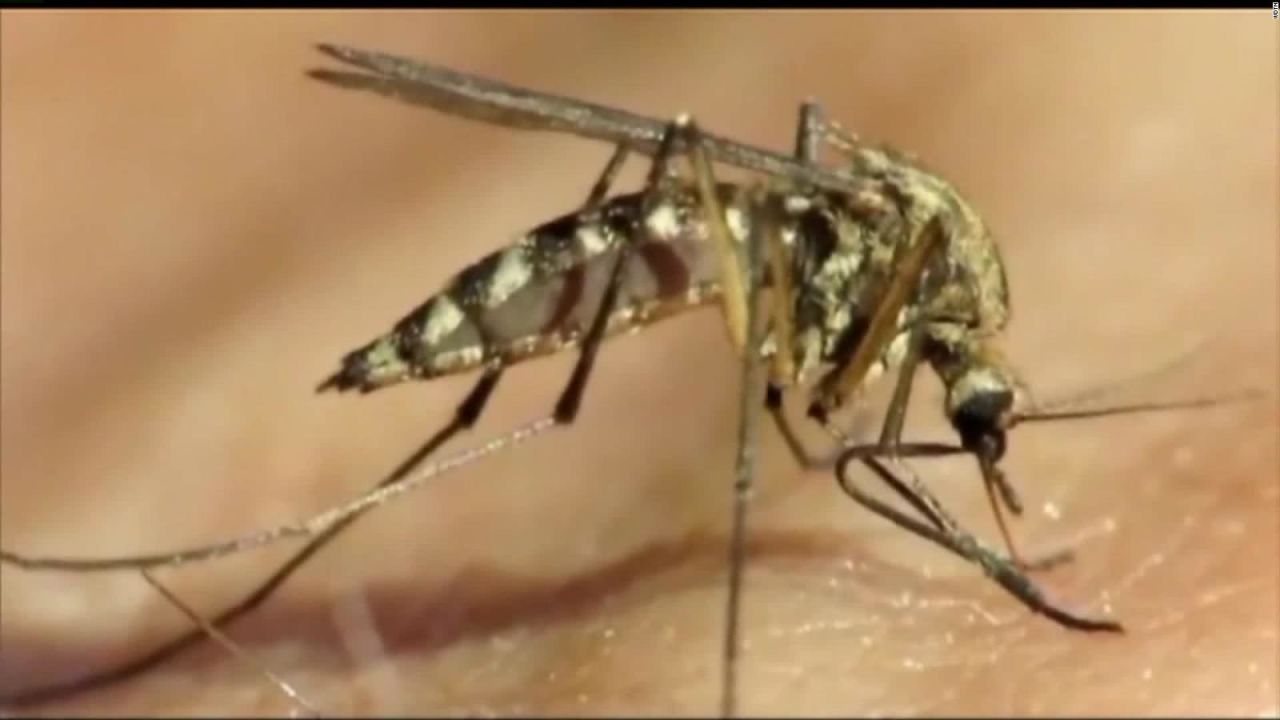 CNNE 1011619 - mosquitos modificados reducen el dengue en un 77%