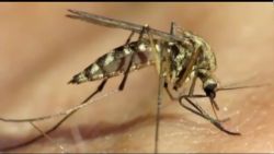 CNNE 1011619 - mosquitos modificados reducen el dengue en un 77%