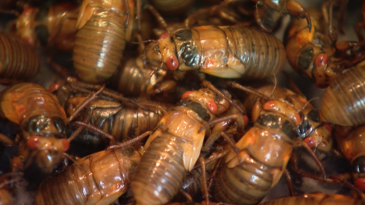 CNNE 1011968 - cigarras lo invaden todo y algunos hablan de sus beneficios