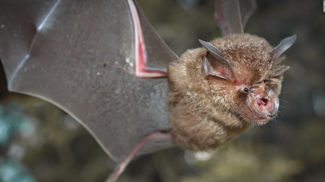 La comunidad de inteligencia de EE.UU. examina información que podría ayudar a responder la pregunta de cómo saltó el virus de los animales a los humanos